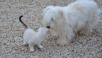 Como adaptar filhote de gato e cachorro na mesma casa