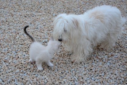 Como adaptar filhote de gato e cachorro na mesma casa