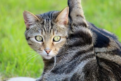 Por que gatos se lambem?