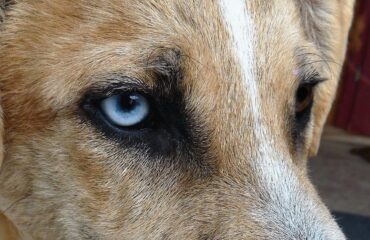 Remela no olho de cachorro pode ser vermes?