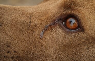 Secreção no olho do cachorro: remela pode ser sinal de doença
