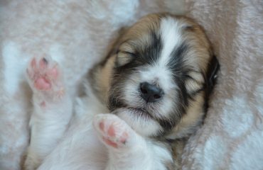 Quanto horas por dia dorme filhote de cachorro?