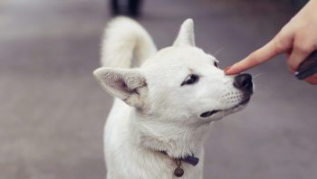 Por que cães cheiram genitais das pessoas