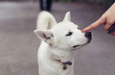 Por que cães cheiram genitais das pessoas