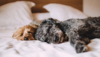 Faz mal dormir com cachorro no quarto do dono?