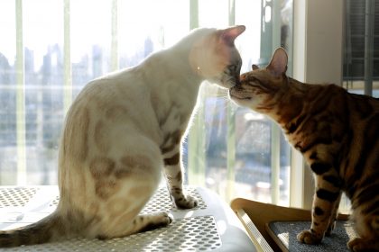 Como saber se o cio da gata acabou