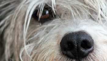 Remela no olho de cachorro pode ser cinomose