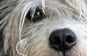 Remela no olho de cachorro pode ser cinomose