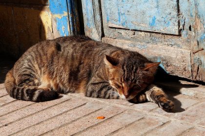 Com que idade gato é considerado velho