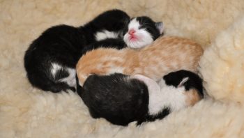 Gatas e cadelas podem ter filhotes de mais de um pai na mesma ninhada