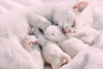 Sinais do início de parto em gatas
