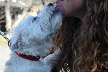 Por que cachorros lambem o rosto do dono